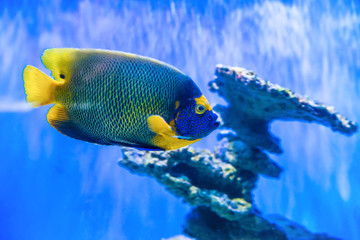 Tropical discus fish Symphysodon near coral reef as nature underwater sea life background