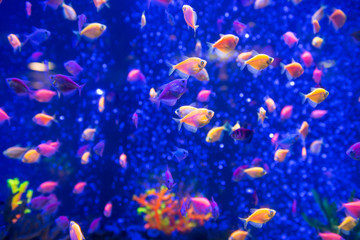 Obraz na płótnie Canvas Tropical fishes in aquarium as nature underwater sea life background