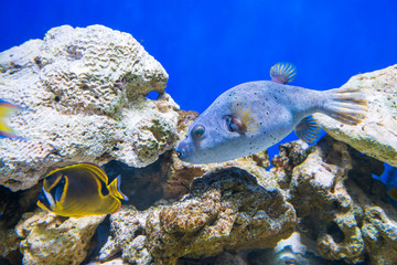 Obraz na płótnie Canvas Fugu puffer blowfish fish Arothron Hispidus in aquarium as nature underwater sea life background