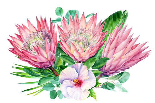 Watercolor protea flower, isolated on white background. Botanical illustration. Hand painted watercolor. 