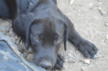 Cute Black Puppy