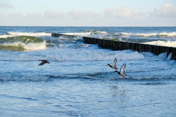 Ducks flying over the sea. in sunset light. Waves crashing on the breakwater. Baltic Sea coast, Dziwnowek, Poland