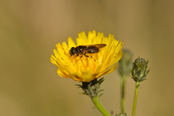 Schwebfliege auf Habichtskraut	