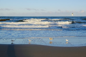 Flock of seagulls standing on wet sand on beach of sea in sunrise light. Waves crashing on beach. Baltic Sea coast, Dziwnowek, Poland