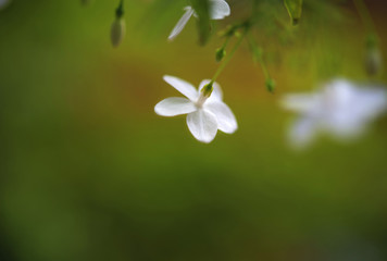 Close-up view of tiny white flower
