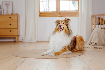 The Rough Collie dog at home. Dog inside