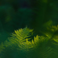 Close up of fern leaves in forest, Karlstad, Värmland, Sweden, Europe