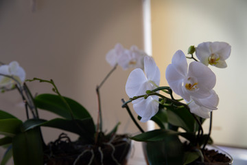 white fresh orchid close up photo