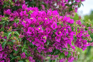 View of beautiful blooming bougainvillea bush branches with purple flowers, growing in the garden. 