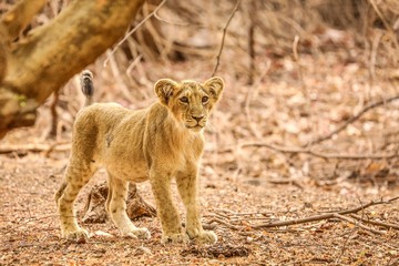 lioness with cub