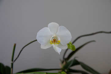 white fresh orchid close up photo