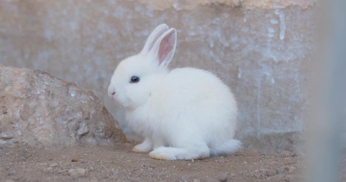 Close-up of white little rabbit self cleaning the fur in the farm, thai rabbit, zoom in, slow motion.