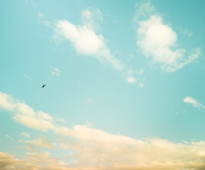 blue sky with a swallow and clouds