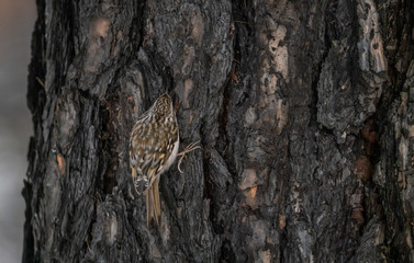 Poultry bird sits on a tree