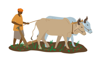 Vector illustration of indian farmer in turban with pair of oxen plowing field. Traditional agriculture. Flat style. - obrazy, fototapety, plakaty