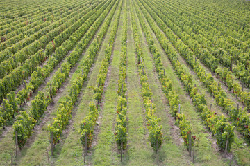 Fototapeta na wymiar view of a vineyard in the Bordeaux countryside France