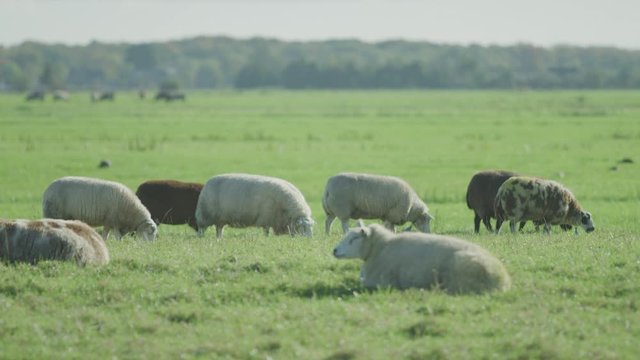 Sheep Netherlands