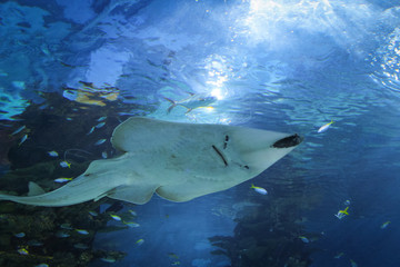 Fototapeta na wymiar Stingray swimming in the aquarium