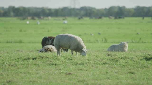 Sheep Netherlands