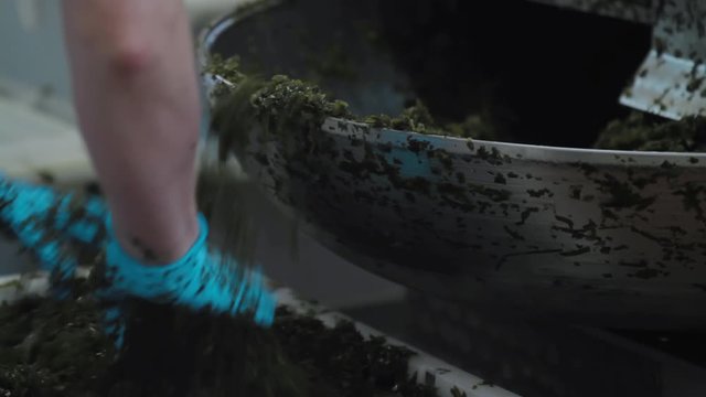 Fish processing plant. The cutter cuts seaweed salads, kelp, cabbage, flushing algae Laminaria, Luminaria, seafood factory