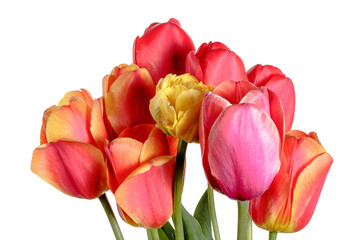 Bouquet of red and yellow tulips isolated on a white background