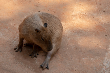 Capipara is the largest rat in the world,Kapipara is the largest rat in the world, native to South America. On the brown ground. native to South America.