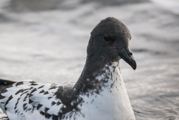 Cape petrel , Deception Island, Antartica.