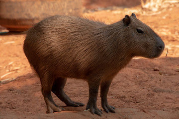 Capipara is the largest rat in the world,Kapipara is the largest rat in the world, native to South America. On the brown ground. native to South America.