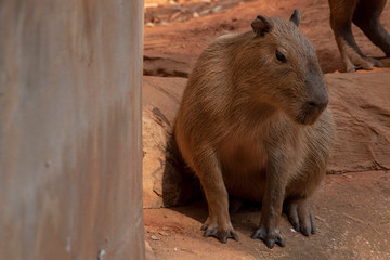 Capipara is the largest rat in the world,Kapipara is the largest rat in the world, native to South America. On the brown ground. native to South America.