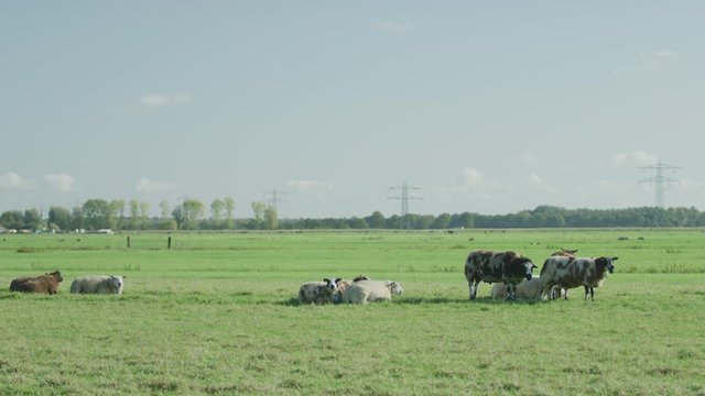 Sheep Netherlands