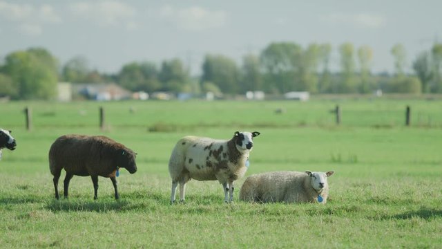 Sheep Netherlands