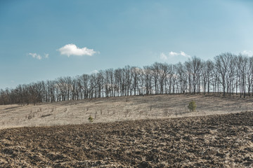 Early spring rural landskype. Undulating plowed field in early spring, a group of trees on the...