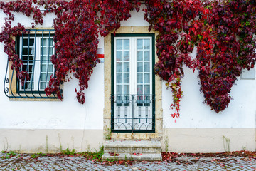 Fototapeta na wymiar Wooden colored door and window of a typical Portuguese house in the autumn season with red and green ivy leaves around the door frames