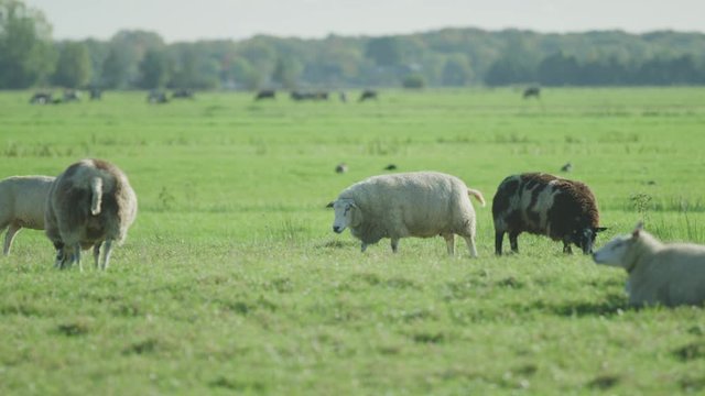 Sheep Netherlands