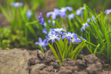 Fototapeta premium Beautiful blue flowers in spring forest. Tender spring flowers of warming symbolize the arrival of spring. Scenic view of the spring forest with blooming flowers