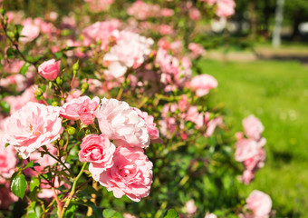 Pink Roses. Vintage floral background. Toned image in retro style.
