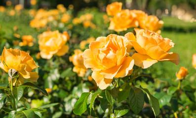Yellow Roses in the garden.