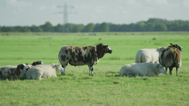 Sheep Netherlands