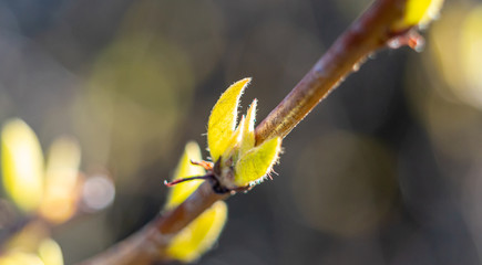 Spring buds in Aronia shrub.