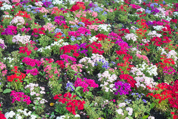 Flowerbed. Flowers of different color