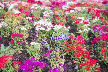 Fototapeta na wymiar Flowerbed. Flowers of different color