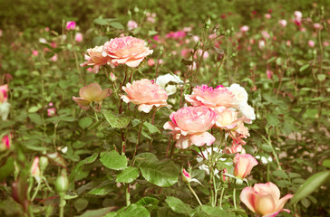 Obraz na płótnie Canvas Pink Roses. Vintage floral background. Toned image in retro style.