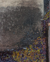 Bunches of grapes in the first phase of soft pressing during a vintage harvest.