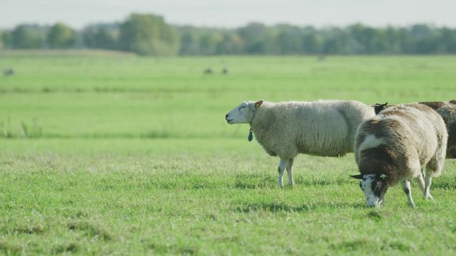 Sheep Netherlands
