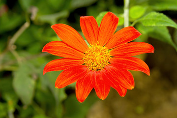 orange flower in a garden