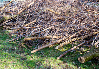 Strauch Rückschnitt im Frühjahr im Park