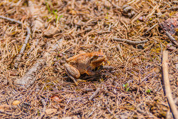 Tree frog