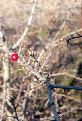 Weißdorn mit roter Frucht