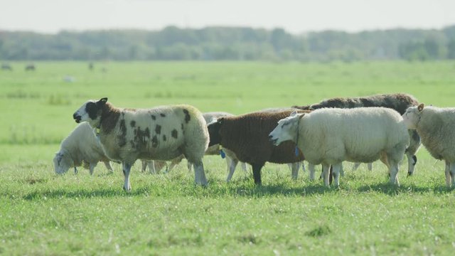 Sheep Netherlands