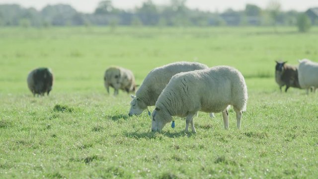 Sheep Netherlands